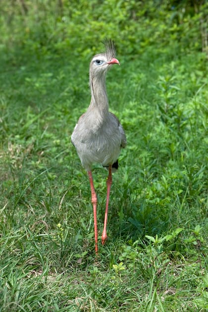 Chuña patas rojas, ejemplar del PN El Rey. Salta.
