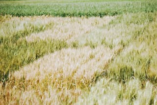 CIC eleva previsiones de cosecha mundial de trigo y maíz para 2025/26