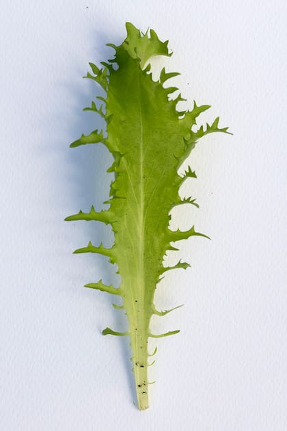 Cichorium endivia.