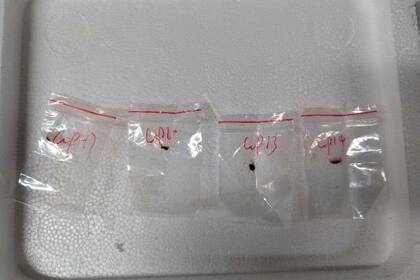 Científicas chinas acusadas de introducir material biológico a EEUU permanecerán en prisión