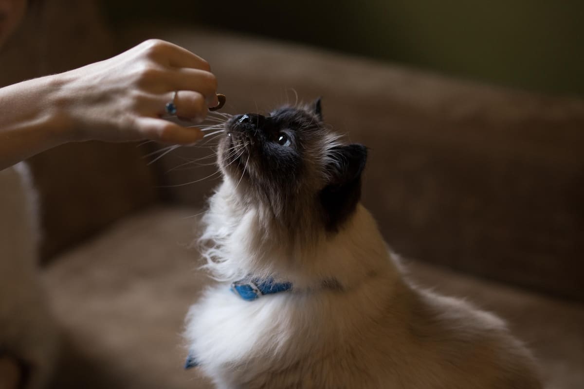 Científicos aconsejan ajustar el número de comidas según la etapa de vida de cada mascota, además de mantener rutinas estables para favorecer su bienestar (Foto: iStock)