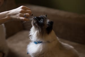 Científicos aconsejan ajustar el número de comidas según la etapa de vida de cada mascota, además de mantener rutinas estables para favorecer su bienestar (Foto: iStock)