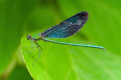 Científicos afirman que cuando el aire se torna pesado y húmedo, los alguaciles cambian su actividad