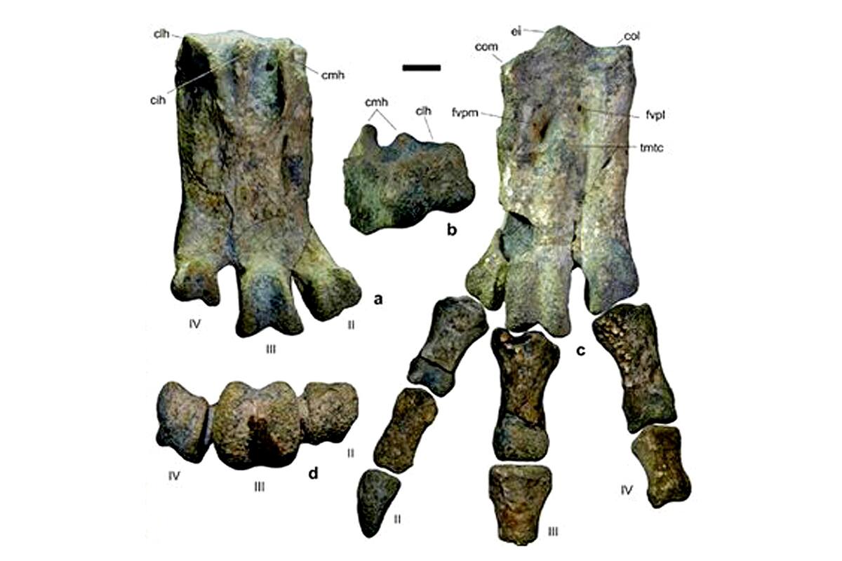 Científicos argentinos hallan en Antártida fósiles de un pingüino gigante