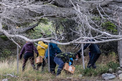 Científicos argentinos recolectan trampas colocadas en distintos puntos de Ushuaia, Argentina, el martes 19 de mayo de 2026, como parte de una investigación para hallar la fuente del brote de hantavirus en el crucero MV Hondius (AP Foto/Lujan Agusti)