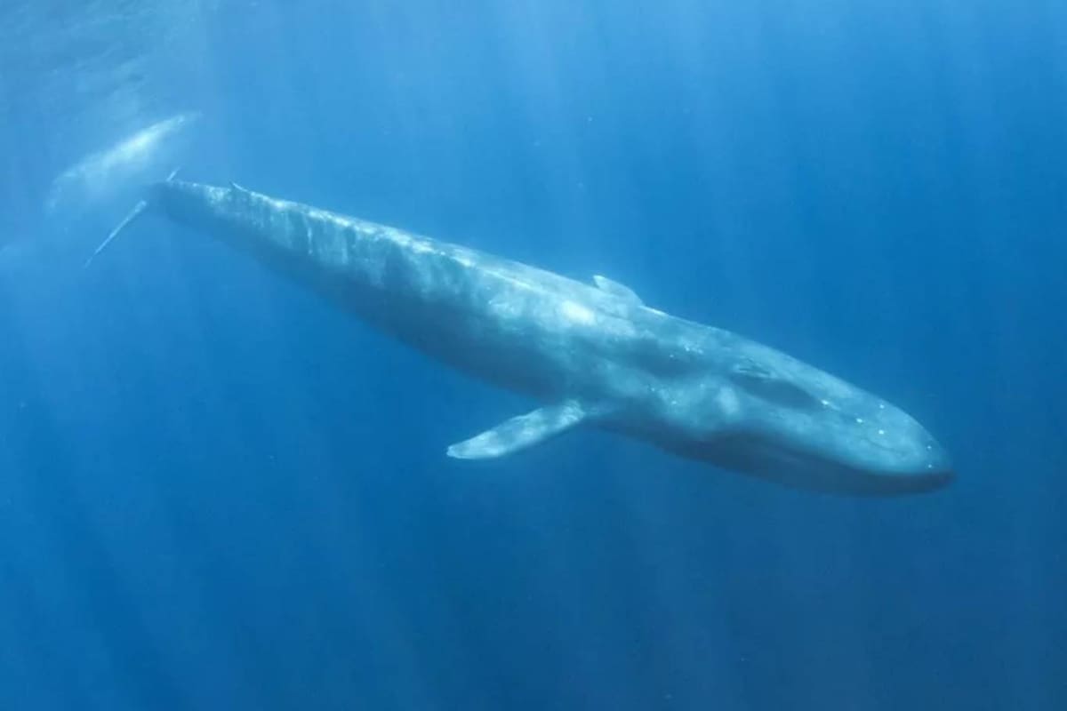 Científicos australianos utilizaron detectores de bombas nucleares submarinos para encontrar ballenas azules pigmeas en el océano Indico