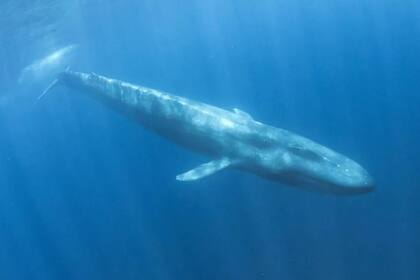 Científicos australianos utilizaron detectores de bombas nucleares submarinos para encontrar ballenas azules pigmeas en el océano Indico