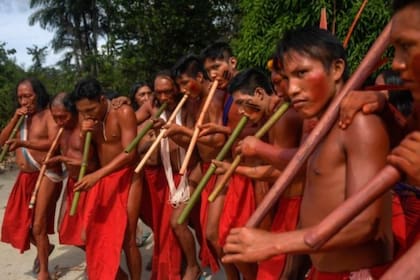 Científicos brasileños encontraron indicios de que los pueblos originarios del Amazonas están genéticamente blindados contra la enfermedad de Chagas