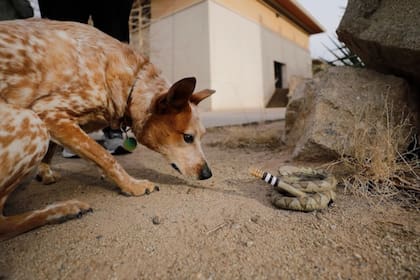 Científicos crearon una serpiente de cascabel artificial con un objetivo sorpresivo