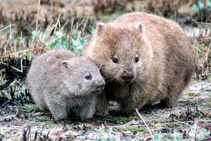 Científicos de distintos países descubrieron que el animal posee dos regiones rígidas y otras dos más flexibles alrededor de la circunferencia de su intestino