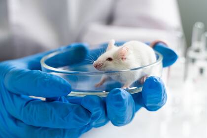 Científicos de Harvard lograron provocar el envejecimiento y posterior rejuvenecimiento en los roedores independientemente de los cambios en el código genético