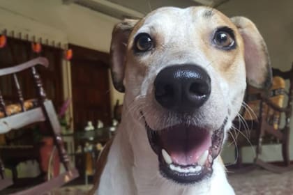 Científicos de la Universidad Nacional Autónoma de México descubrieron que en su proceso de domesticación los perros aprendieron a imitar conductas y emociones humanas entre las que se destaca la capacidd de sonreír como sinónimo de alegría