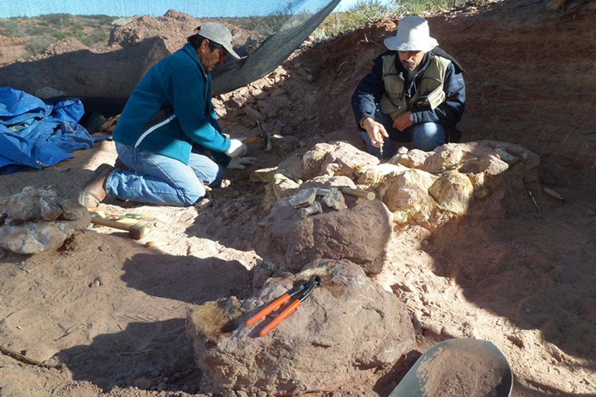 Científicos del Conicet encontraron una especie de dinosaurio que vivió hace 83 millones de años