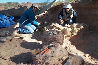 Científicos del Conicet encontraron una especie de dinosaurio que vivió hace 83 millones de años