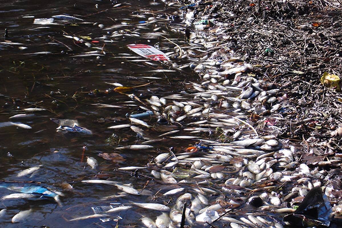Científicos del Conicet y de la Universidad Nacional de Río Cuarto desarrollaron un modelo para predecir brotes de una enfermedad letal para mojarras y otras especies