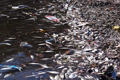 Científicos del Conicet y de la Universidad Nacional de Río Cuarto desarrollaron un modelo para predecir brotes de una enfermedad letal para mojarras y otras especies