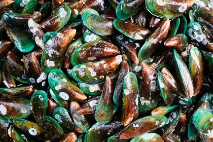 Científicos descubren almejas contaminadas por los residuos de la extracción de gas y petróleo en Pensilvania