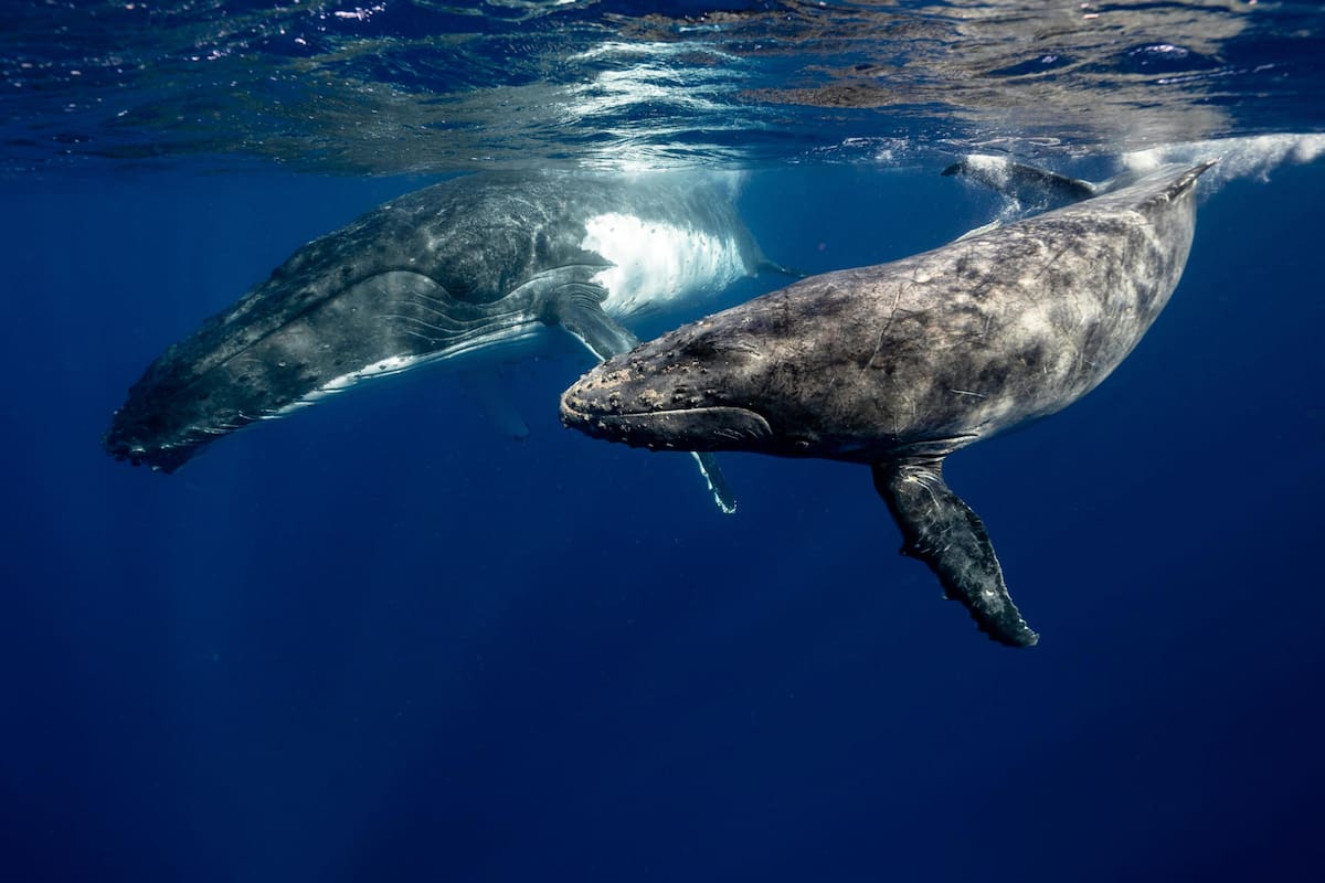 Científicos descubren que el pis de ballena favorece al ecosistema marino