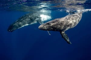 Científicos descubren que el pis de ballena favorece al ecosistema marino