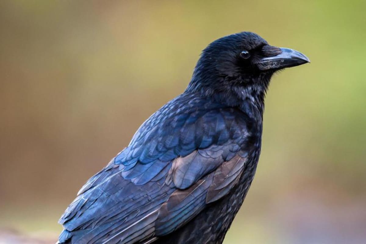 Científicos descubren que los cuervos tienen una habilidad que se creía única del ser humano
