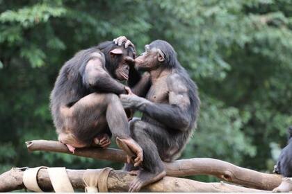 Científicos descubrieron cómo juegan los grandes simios