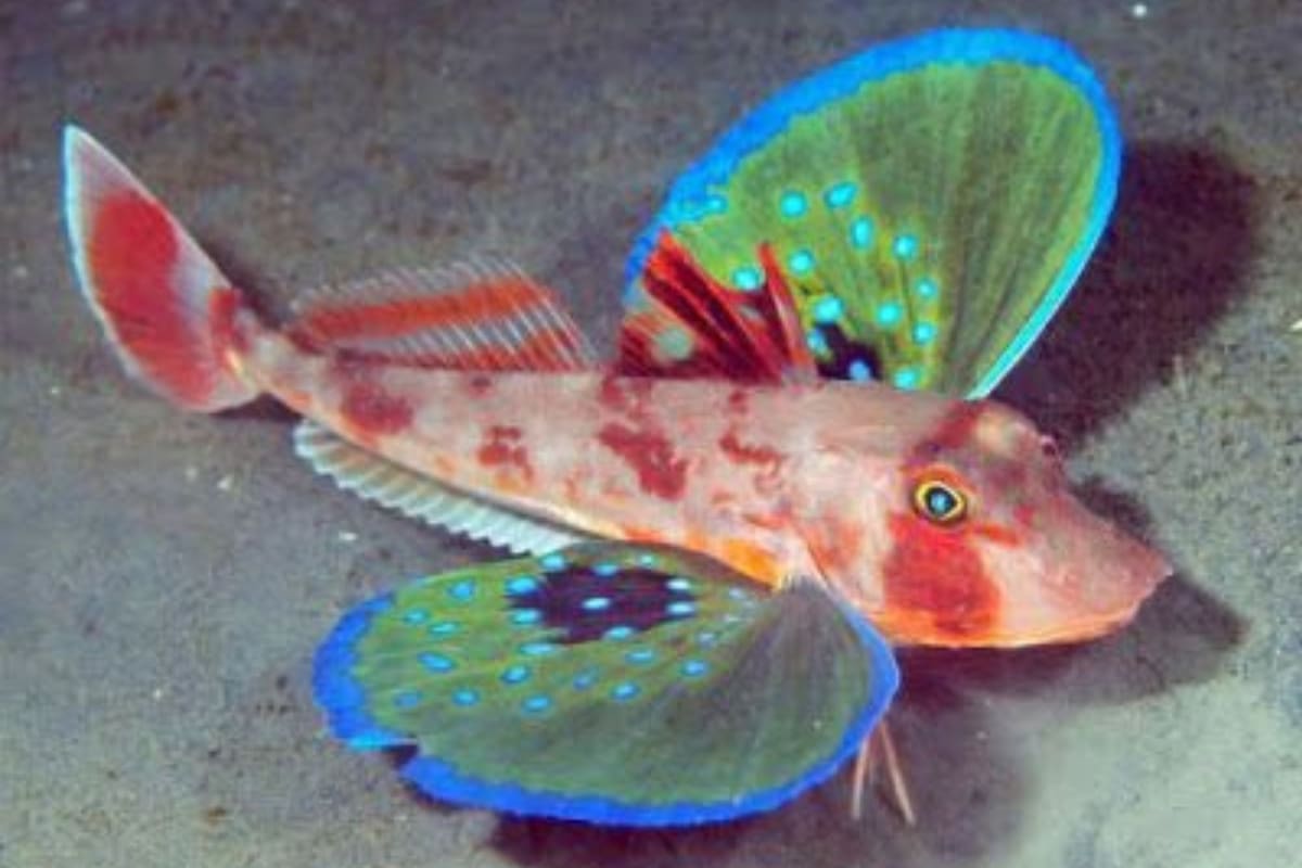 Científicos descubrieron el verdadero uso que darían estos peces a sus patas (imagen ilustrativa)