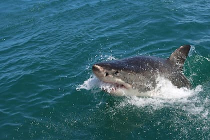 Científicos descubrieron la presencia de tiburones cerca de Florida