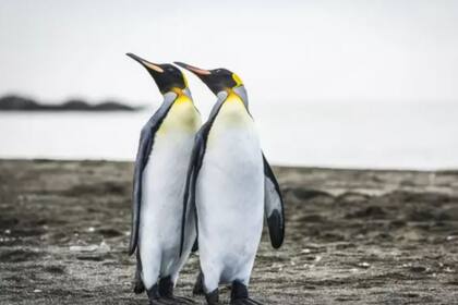 Científicos descubrieron que el guano de los pingüinos rey produce óxido nitroso, o gas hilarante, que tiene efectos sedantes