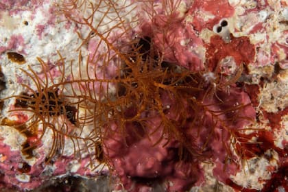 Científicos descubrieron una nueva especie marina