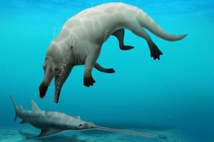 Científicos egipcios anunciaron que identificaron una nueva especie de este extraordinario espécimen