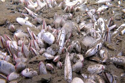 Científicos encontraron nuevas comunidades de gusanos y moluscos en una de las zonas más profundas del planeta