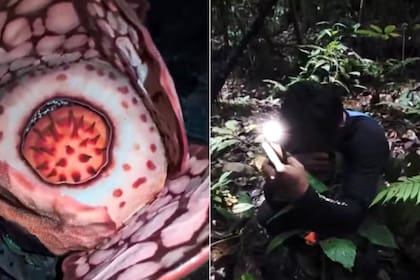Científicos encuentran una flor gigante extremadamente rara en Indonesia y un biólogo llora tras 13 años de búsqueda