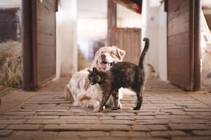Científicos explican por qué, a pesar de que perros y gatos sean las mascotas más populares, se puede querer más a unos que a otros
