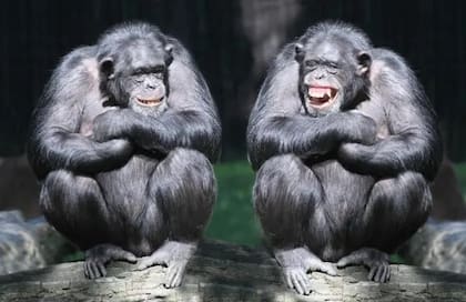 Científicos investigaron la posibilidad de que otros animales tengan capacidad de reír