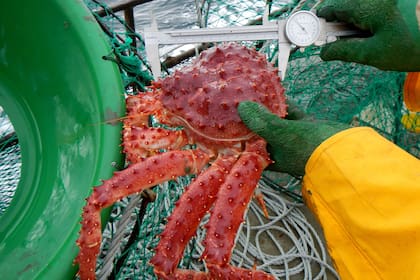 Científicos producen larvas de centolla para repoblar el Beagle