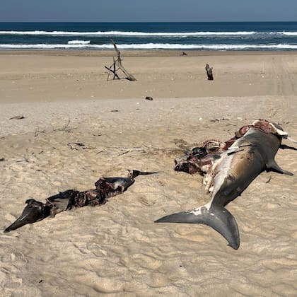 Científicos realizaron una necropsia sobre el tiburón blanco para determinar cómo fue el ataque