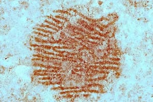 Científicos resuelven el misterio de la huella dactilar más antigua del mundo