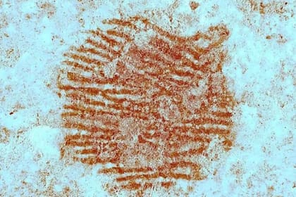 Científicos resuelven el misterio de la huella dactilar más antigua del mundo