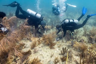 Científicos trasplantan corales híbridos para salvar arrecifes de Miami del cambio climático