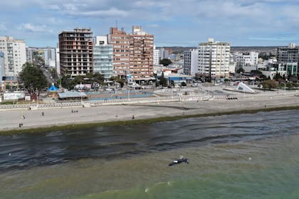 Científicos y autoridades monitorean una temporada considerada atípica por la cantidad de ballenatos, juveniles y adultos encontrados muertos