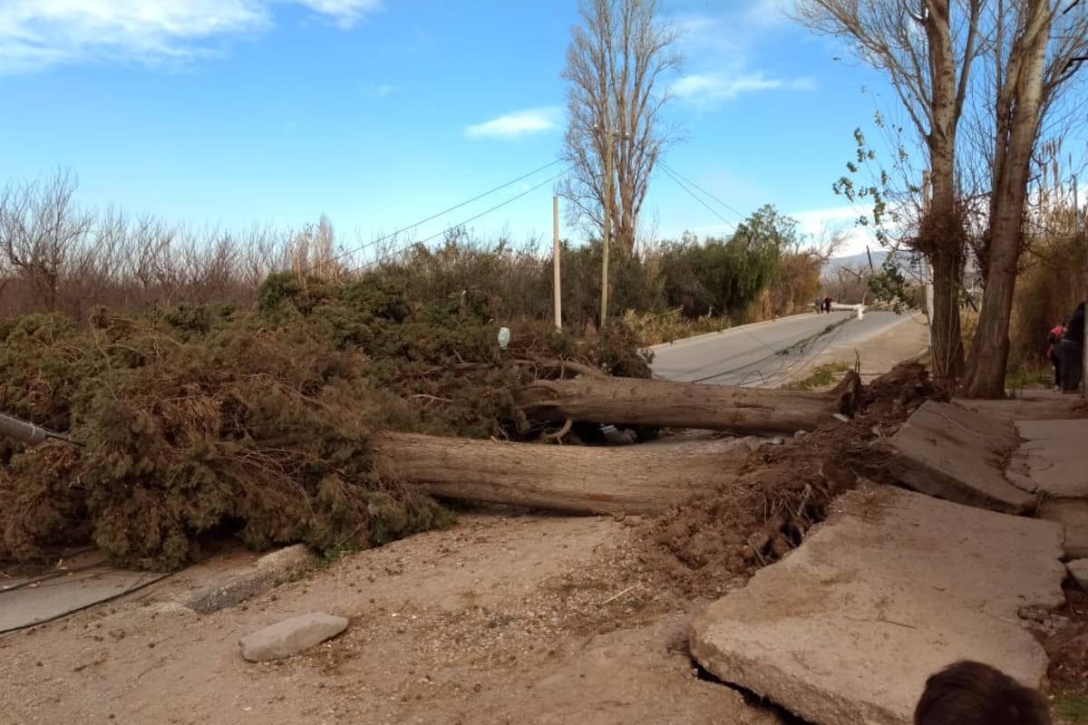 Cientos de árboles se desplomaron sobre la vía pública, lo que representó un gran riesgo para la población. De a poco, comienzan a ser retirados.