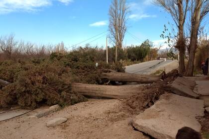 Cientos de árboles se desplomaron sobre la vía pública, lo que representó un gran riesgo para la población. De a poco, comienzan a ser retirados.