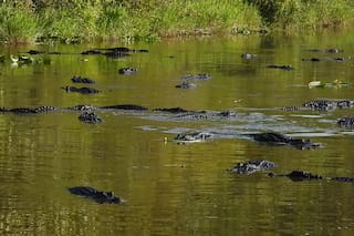 Cientos de caimanes sorprendieron a visitantes tras rodear el muelle de un conocido parque en EE.UU.