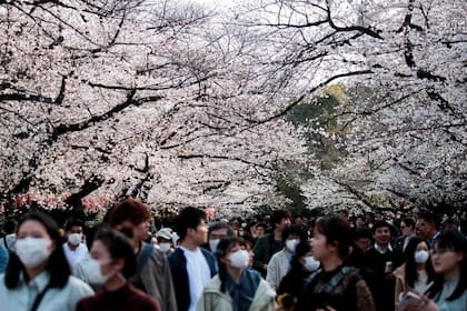 Cientos de japoneses celebraron el Día de la Primavera en los parques de Tokio