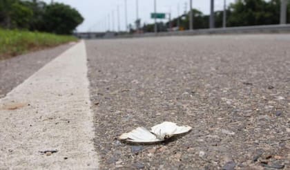 Cientos de mariposas aparecieron muertas en el Atlántico y estudian los motivos del fenómeno