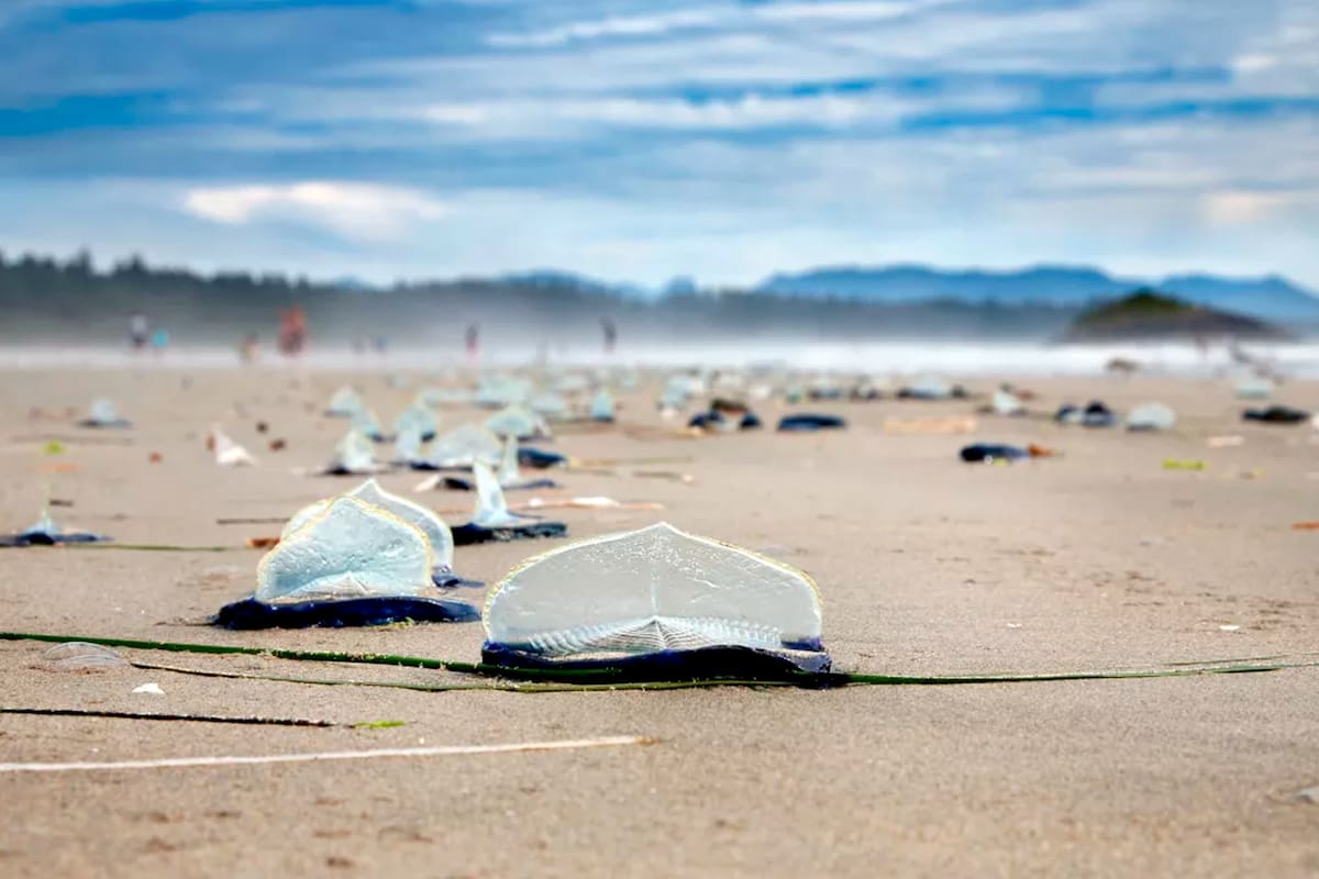 Cientos de medusas marinas (Velella velella) han sido arrastradas a la costa en Vancouver, Canadá