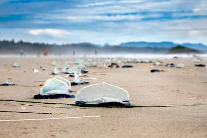 Cientos de medusas marinas (Velella velella) han sido arrastradas a la costa en Vancouver, Canadá