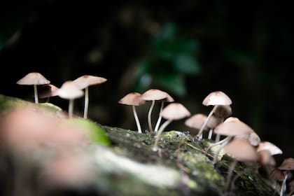 Cientos de miles de hongos son parte de la escena cotidiana en Iguazú.