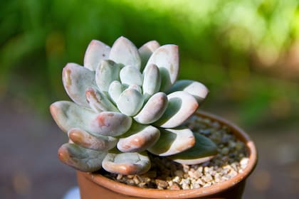 Ciertas plantas y organismos acuáticos poseen mecanismos de adaptación biológica que les permitirían sobrevivir incluso en condiciones extremas de escasez de carbono