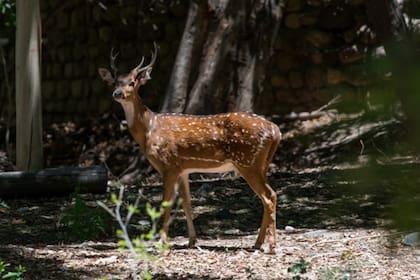 Ciervo colorado, la especie que se suma a los animales que pueden cazarse